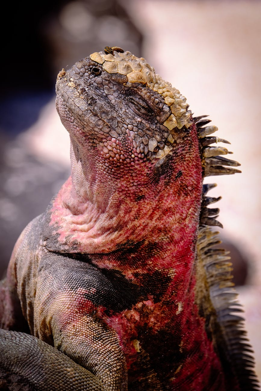 Iguana Repellant'