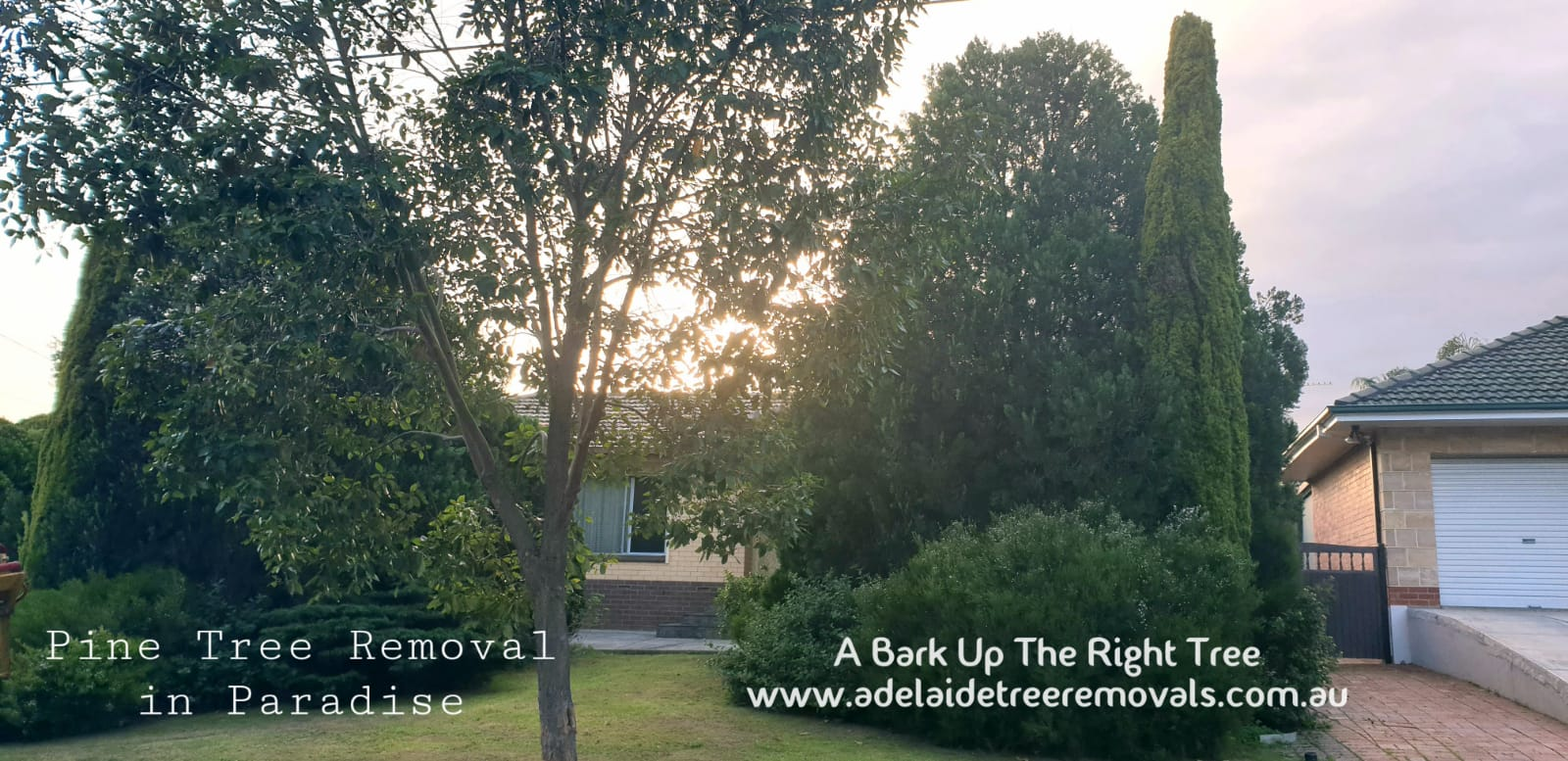 Pine Tree removal Paradise