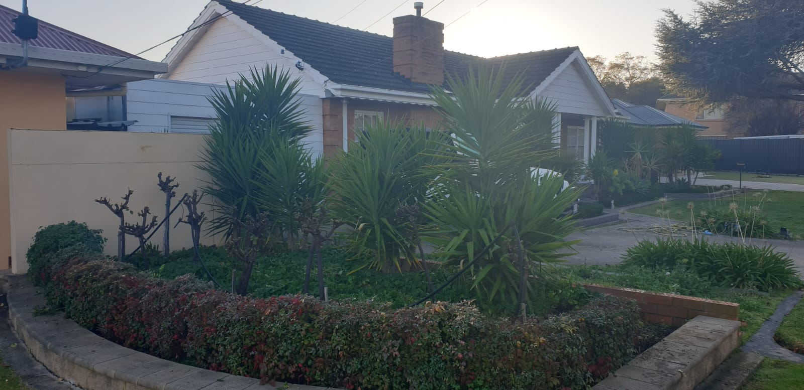 Yucca Removal South Plympton