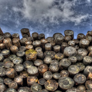 Company Logo For Barela Timber Management Co.'