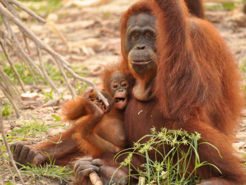 Female Sumatran orangutan with baby'