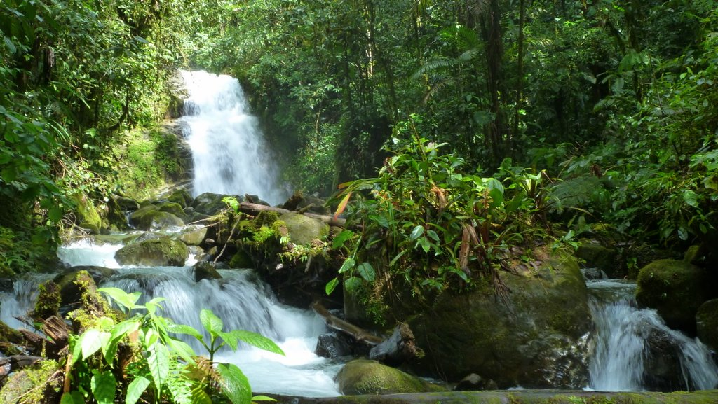Los Cedros (Ecuador)'