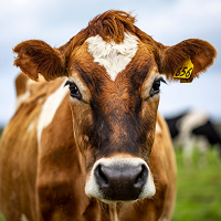 Livestock'