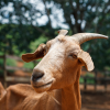 Goat Cattle Sheep Farm'
