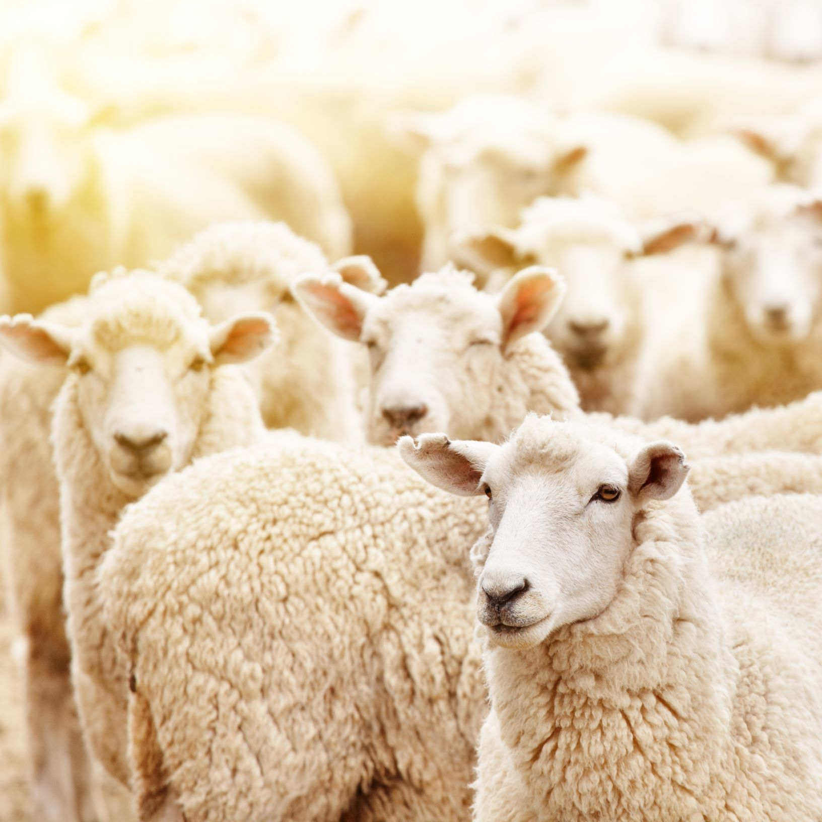 Sheep For Sale'