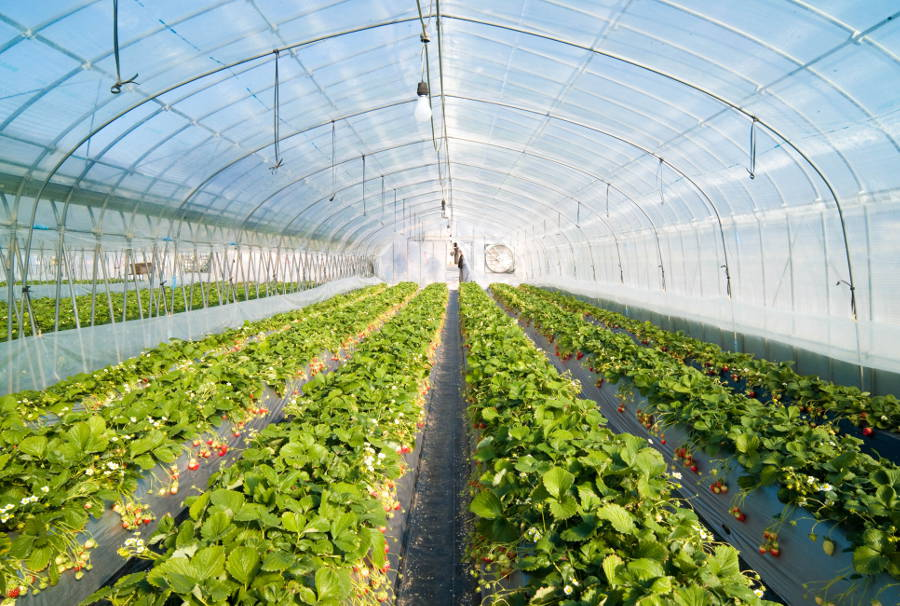 Greenhouse Products'