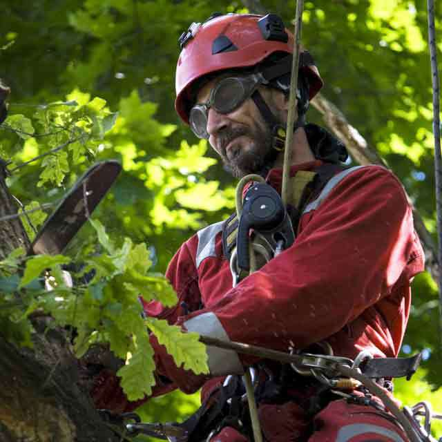 Al Miley Tree Removal'