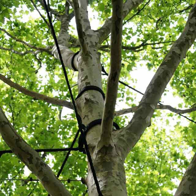 tree removal Mississauga'