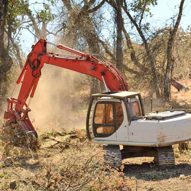tree removal Mississauga'