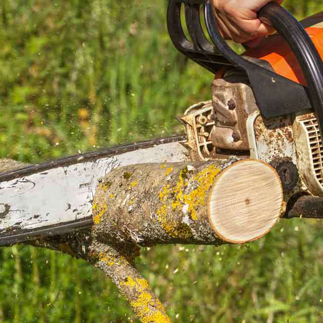 tree removal Mississauga'