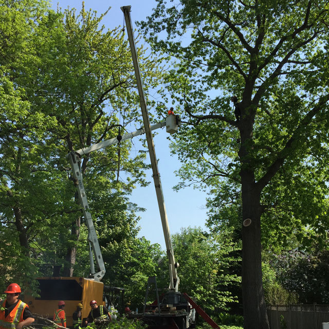 tree removal Mississauga'