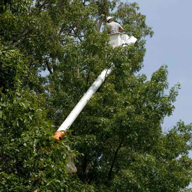 tree removal Mississauga'