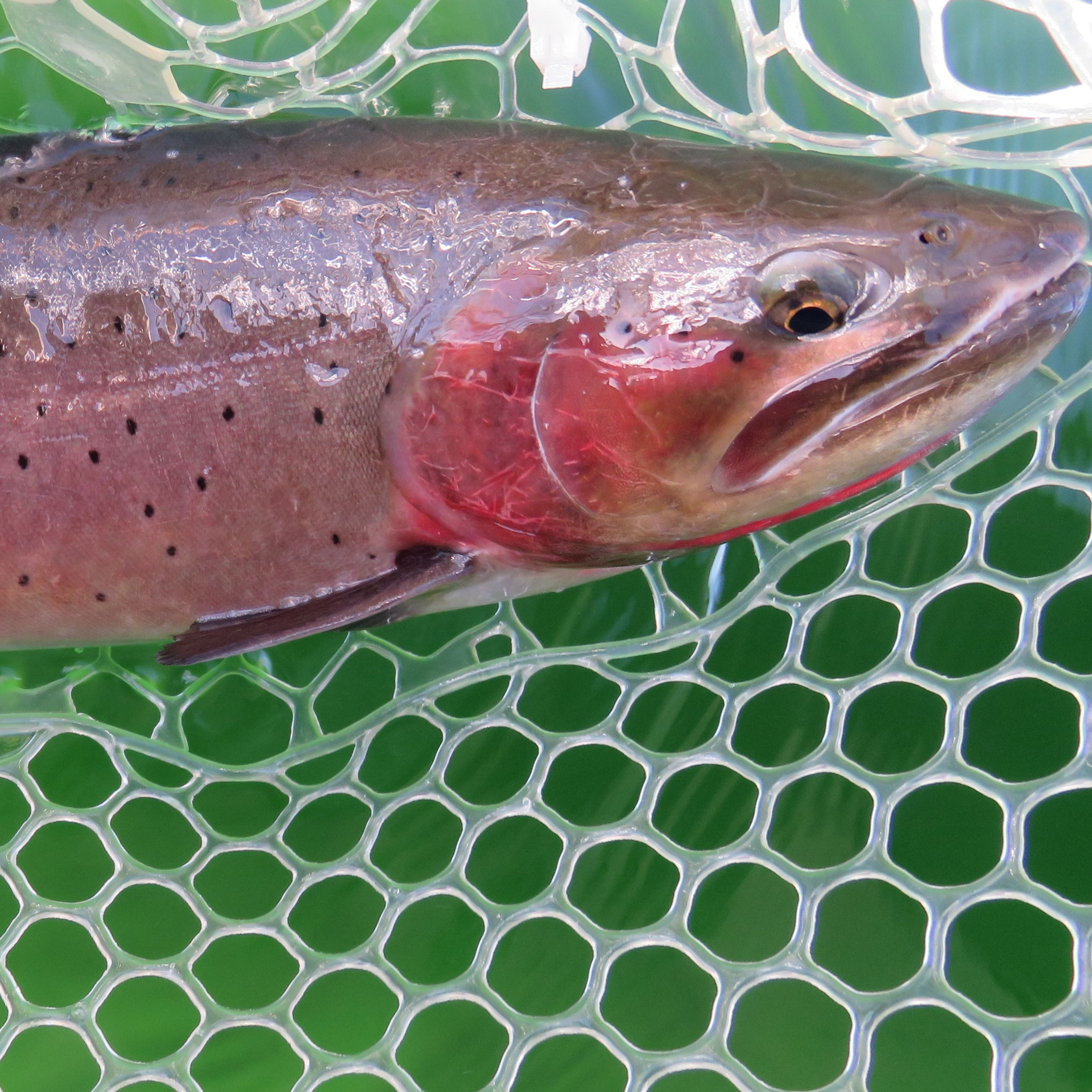 Fishing Guide Services'