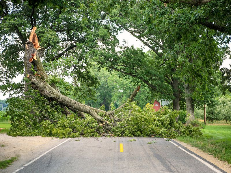 Company Logo For Tree Removal Services San Diego CA'