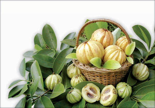 Garcinia Cambogia For Weight Loss'