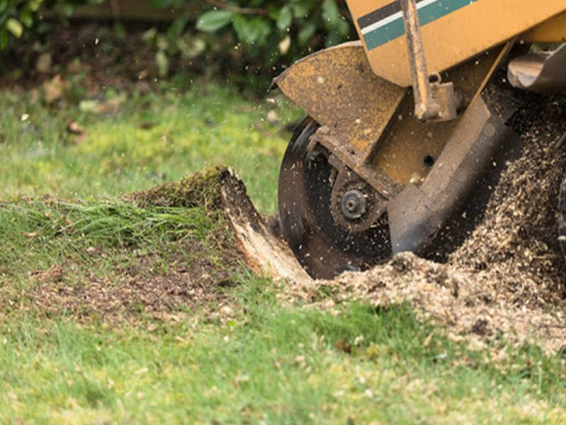 Company Logo For Stump Grinding Service La Mesa CA'