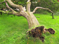 Tree Stump Removal Lakeside CA Logo