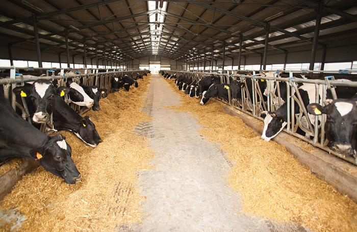 Dairy Cattle Feed Market'