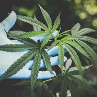 Company Logo For CBD American Shaman Mid-town Omaha'