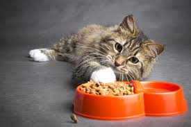 Cat Food Market'