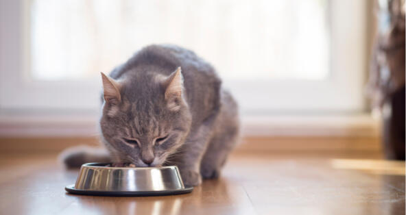 Prescription Cat Food Market