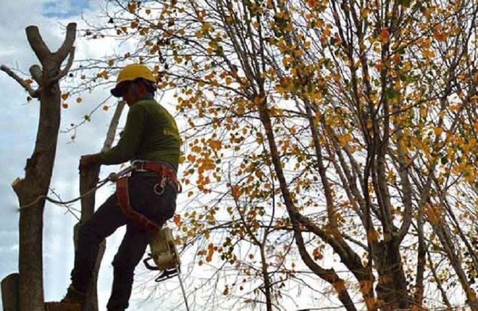 Tree Trimming Dallas'