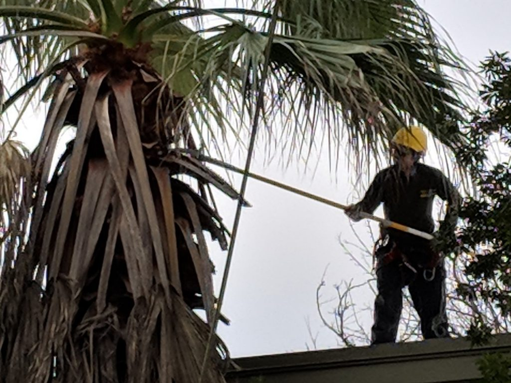 Tree Service DFW'