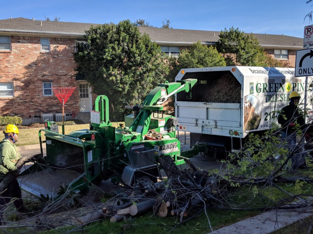 Arborist Dallas'