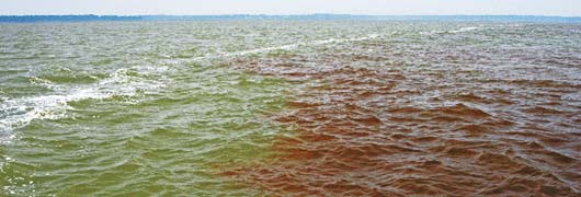 Tampa Fishing Charters'