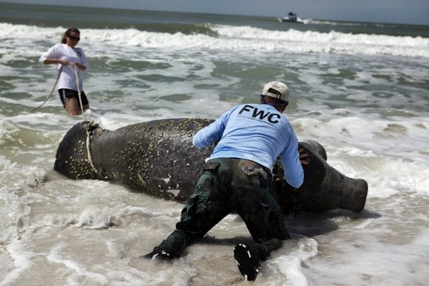 commercial captains'