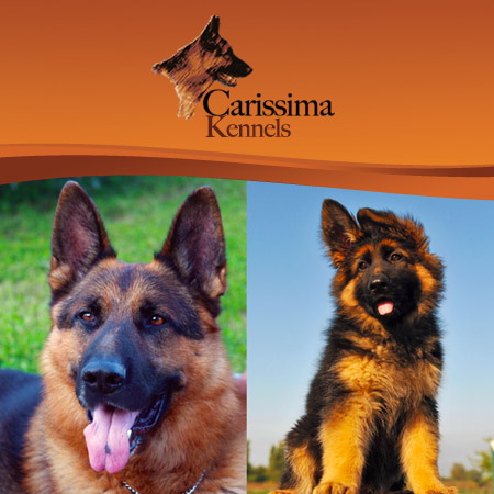Carissima Kennels'