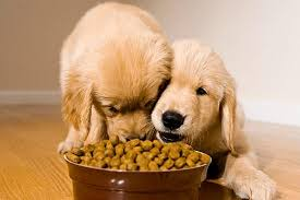 Dog Wet Food Market