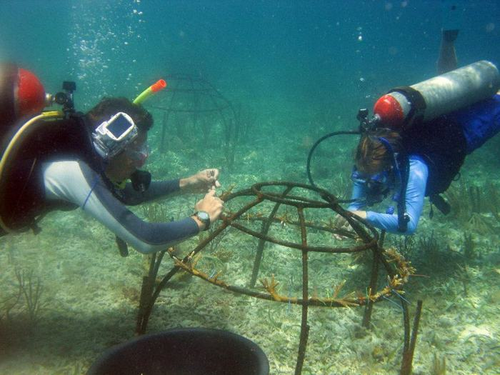 Coral-bots: teams of robots that repair coral reefs'