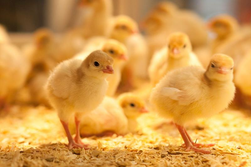 Poultry Insurance'