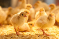 Poultry Insurance