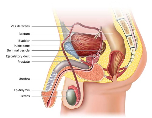 prostate'