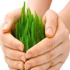 Agriculture Reinsurance Market'