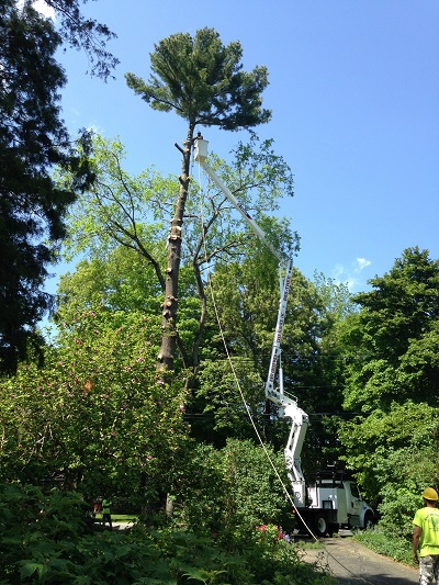 Tree Removal'