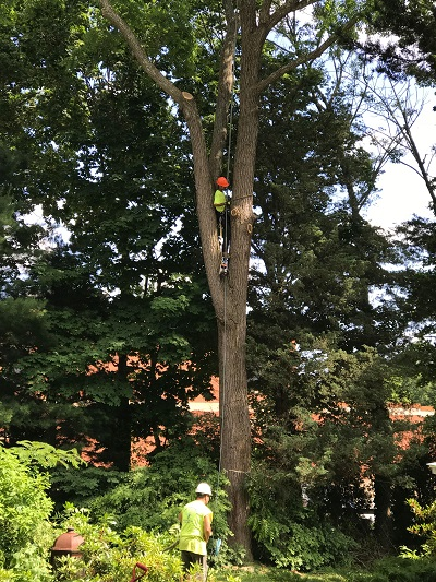 Tree Trimming'