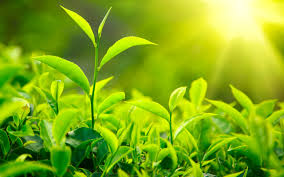 Green Tea Leaves Market'