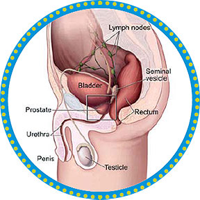 Prostate Health'