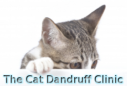 Cat Dandruff'