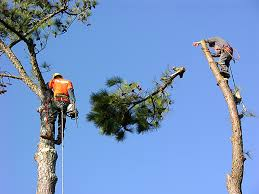 Tree Removal Madisonville'