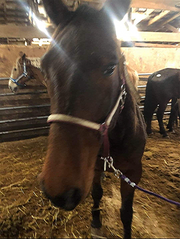 Rescued Racehorse Windmere Sonicboom'