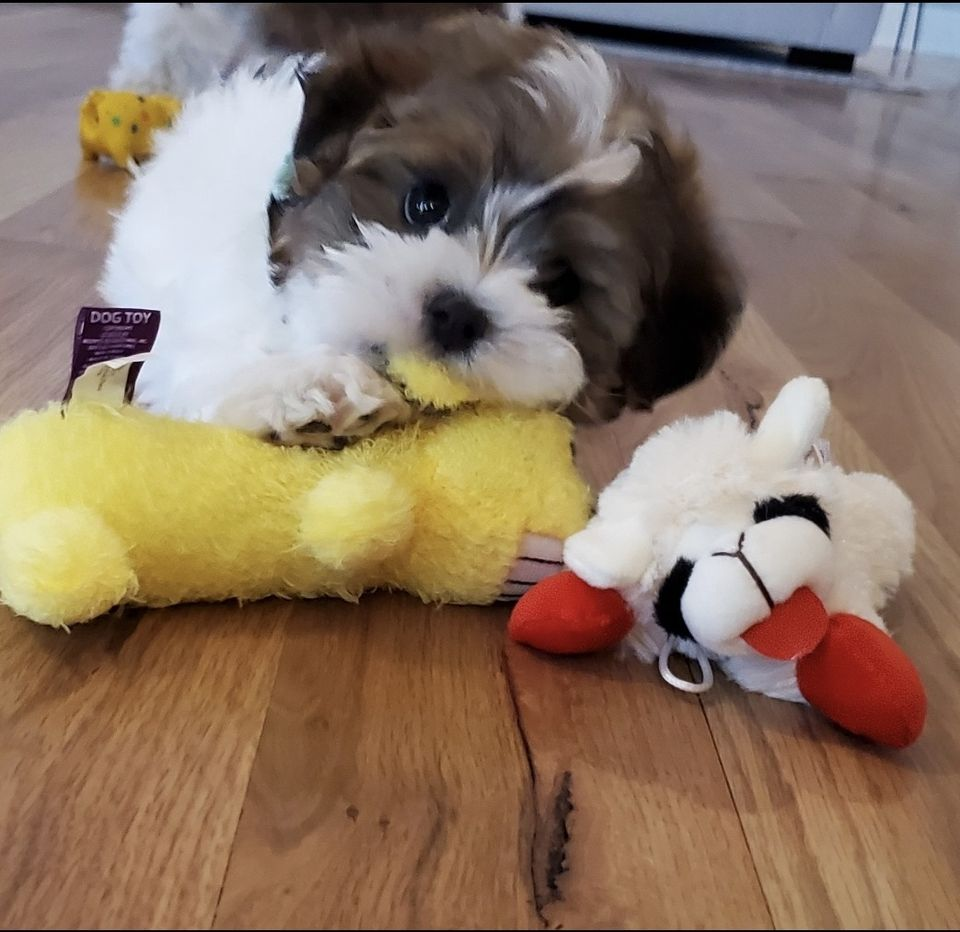 Dog Toys - MultiPet'