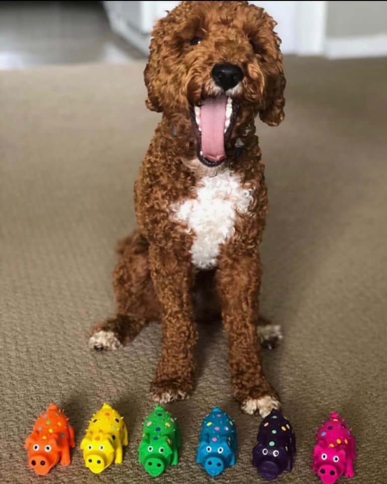 ComPet News - MultiPet'