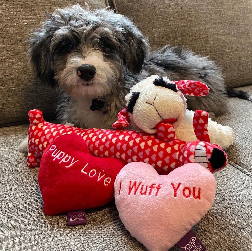 Grooming - MultiPet'