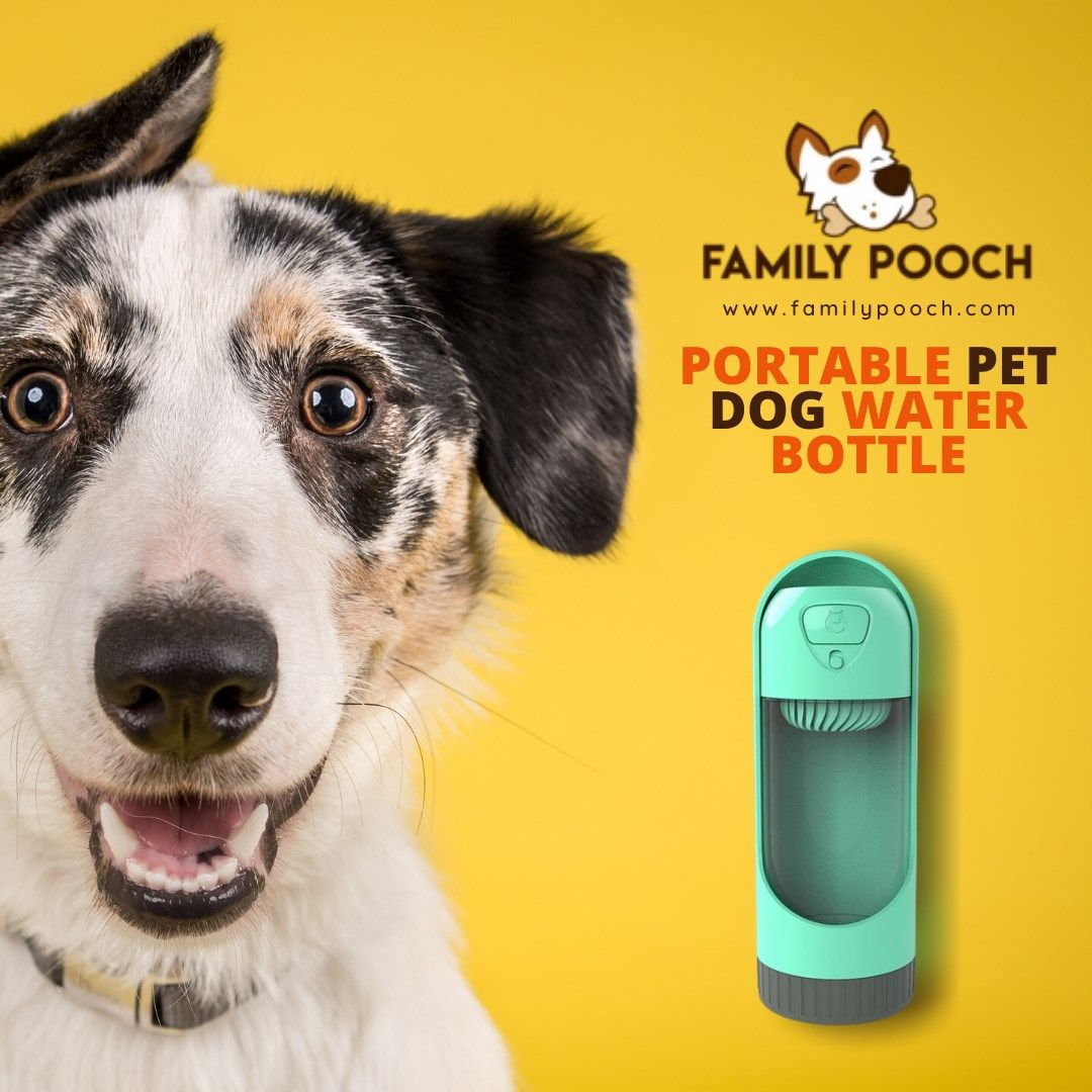 Dogs Accessories Shop'