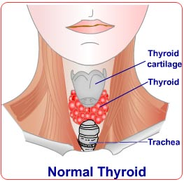 Thyroid'