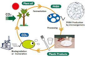 Biodegradable Packaging Materials'